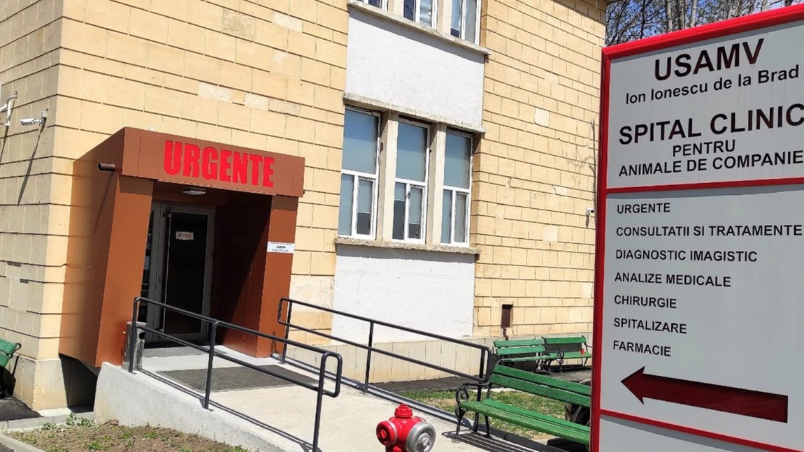 Medicul veterinar Ștefania Roșca atrage atenția asupra animalelor de companie abandonate. Situația este una alarmantă în Iași