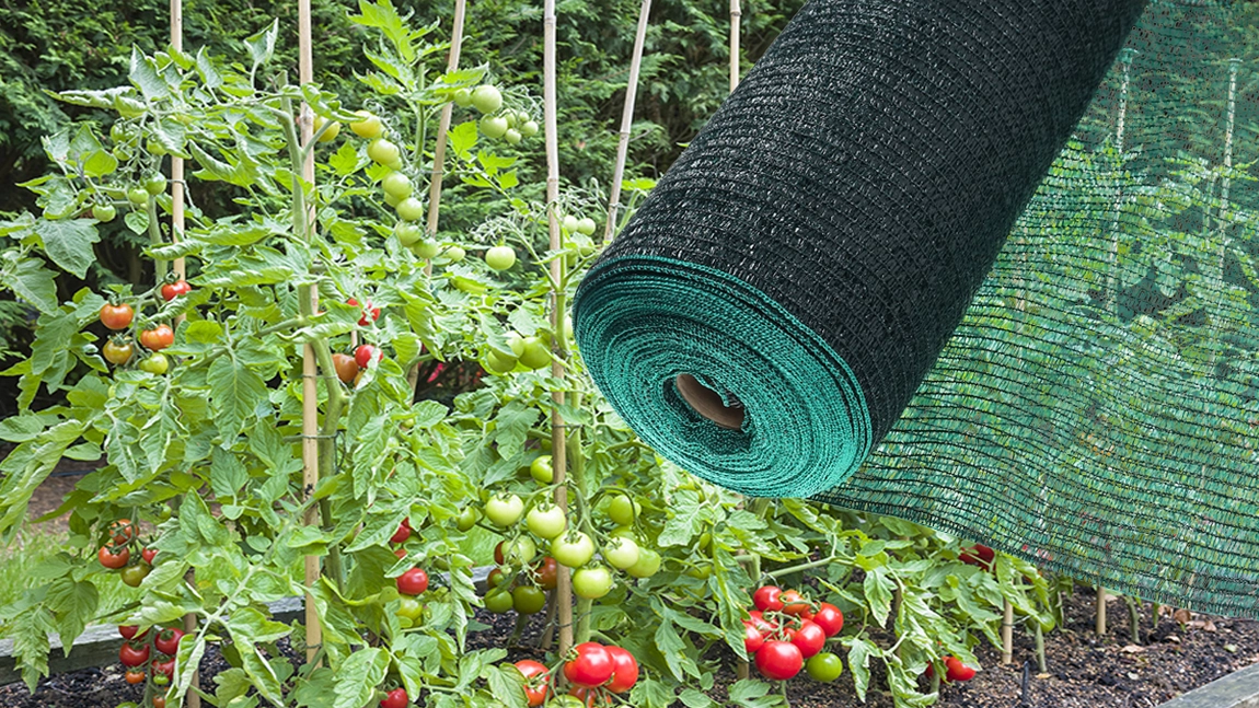 Ești pasionat de grădinărit și vrei să știi când se pune plasa de umbrire la roșii? Află de ce este atât de importantă!