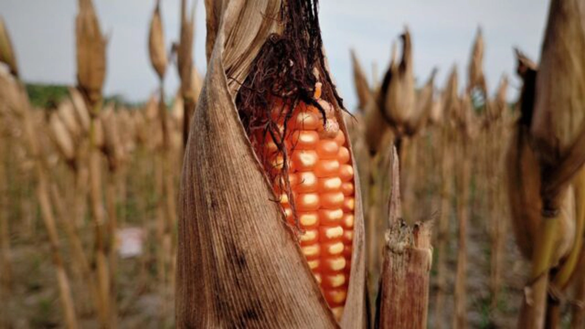 MADR dezminte zvonurile privind „interzicerea” soiurilor românești