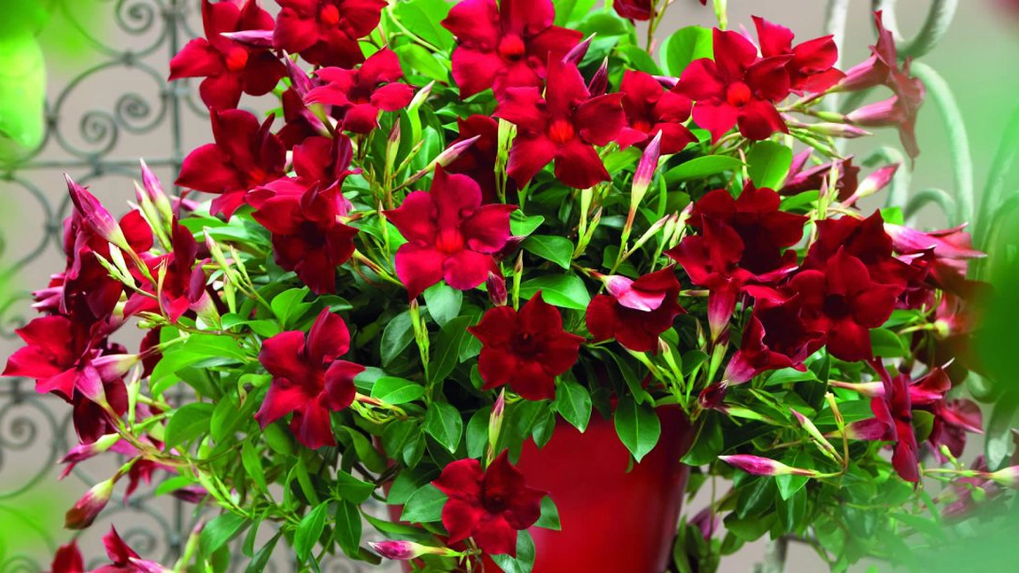 Cum se îngrijește Dipladenia iarna? Iată un ghid complet pentru a avea parte de o plantă sănătoasă