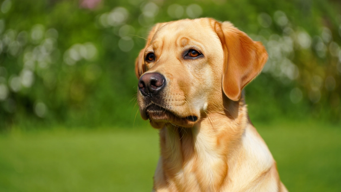 L-a așteptat în același loc, timp de 11 ani. Nici ploaia, nici gerul, nici timpul n-au putut să-l oprească