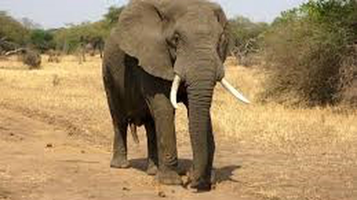 Animale care încep cu litera E. Află tot ce trebuie să știi despre ele