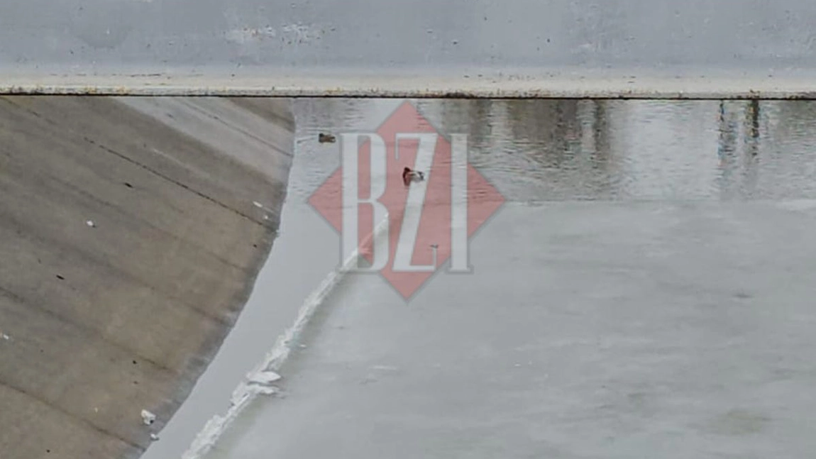 Rățuștele iau cu asalt Bahluiul! Localnicii, fermecați de noii locuitori ai orașului