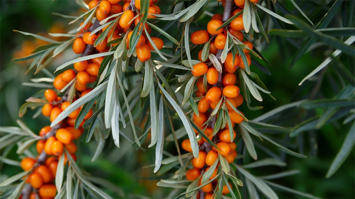 Câtă cătină se poate consuma pe zi? Iată ce proprietăți are și cum o poți include în alimentație