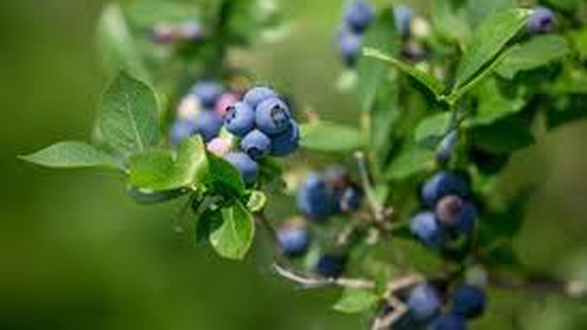 Ce beneficii are ceaiul din frunze de afine. Preparatul bun pentru digestie, glicemie și protecția sistemului vascular