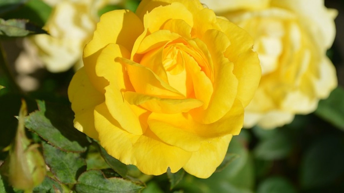 Ai primit trandafiri galbeni și nu știi ce semnificație au? Iată ce trebuie să știi despre aceste flori