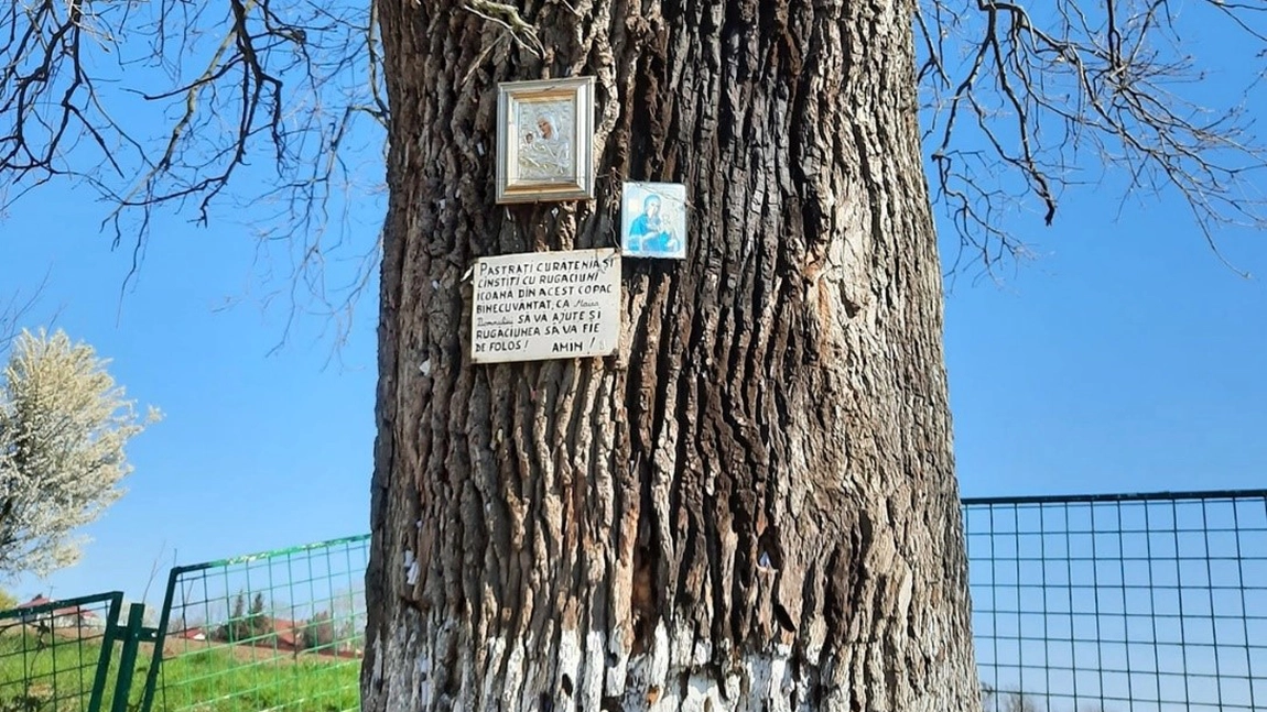 Copacul de la Mănăstirea Pasărea. Iată de ce este foarte cunoscut și vizitat stejarul de lângă București