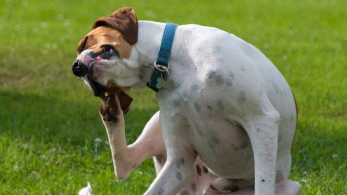 De ce este importantă deparazitarea externă la câini? Iată ce trebuie să știi despre această procedură importantă pentru animalul de companie