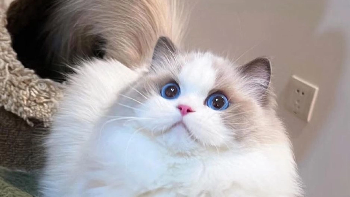 Pisica Ragdoll. Află detalii despre cea mai apreciată rasă de pisici din lume!