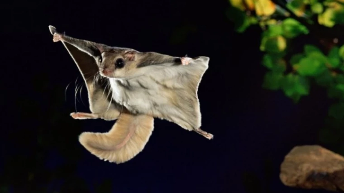 Veverița zburătoare. Află de ce este una dintre cele mai misterioase animale!