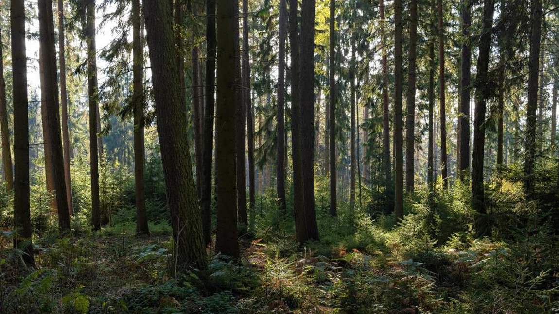 Munții Pădurea Neagră. Află detalii fascinante despre acest loc de vis!