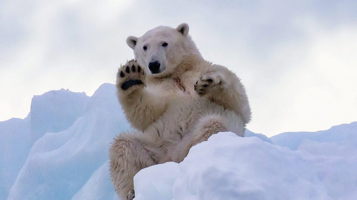 Unde trăiesc urșii polari? Iată ce trebuie să știi despre cel mai mare carnivor terestru