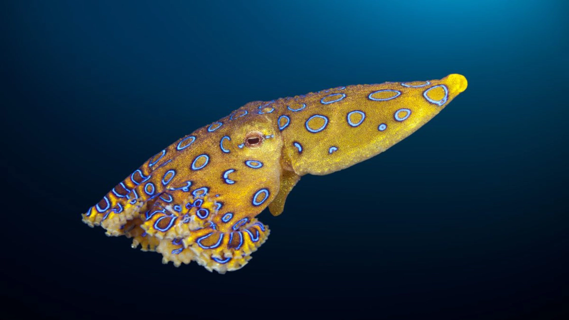 Cum a supraviețuit un jurnalist britanic unei caracatițe extrem de veninoase în Filipine