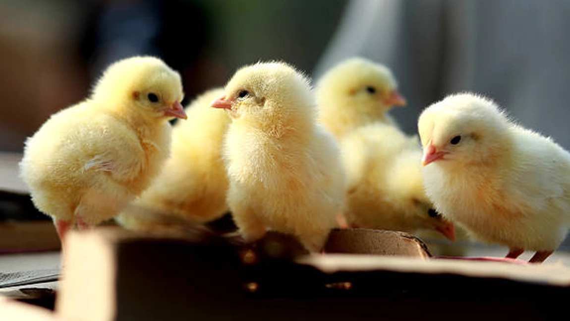 Ce înseamnă când visezi pui de găină galbeni? Mesaje ascunse despre începuturi, fragilitate și speranță!