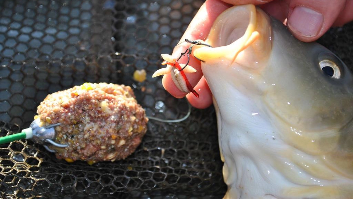 Care este cea mai bună nadă pentru crap? Iată de ce criterii trebuie să ții cont atunci când o alegi!