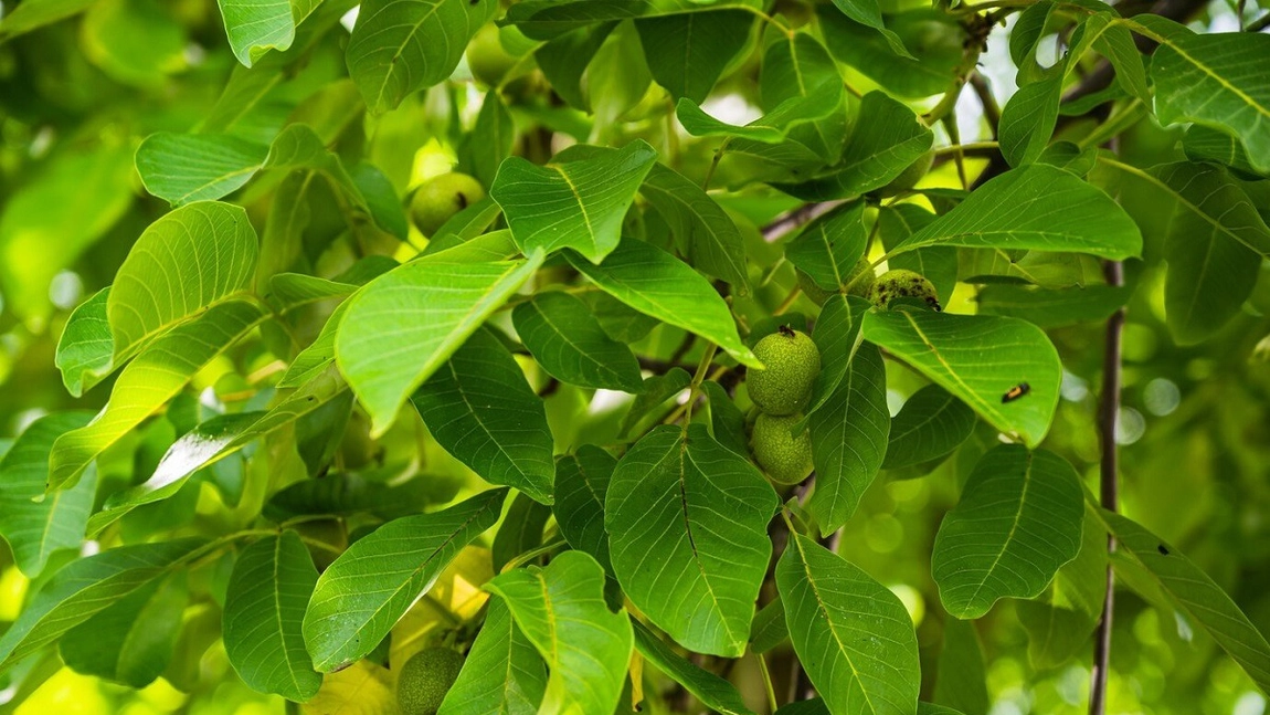 Ce contraindicații are ceaiul din frunze de nuc? Dr. Micaella Kantor spune tot ce trebuie să știi despre acest remediu natural