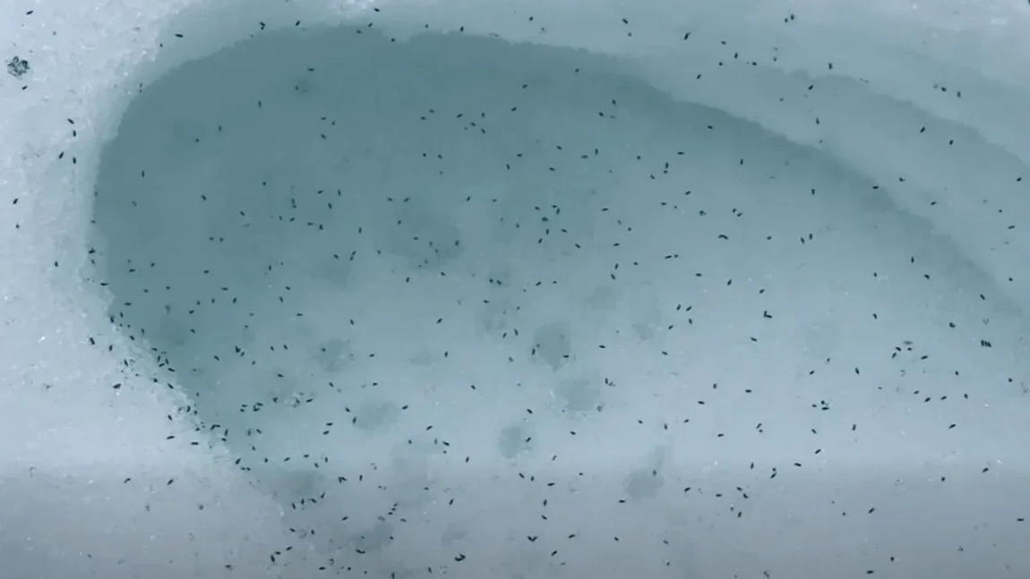 Clujul este invadat de purici de zăpadă. Din ce cauză au apărut