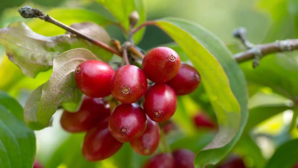Coarnele de pădure – Dr. Oana Cuzino explică ce beneficii incredibile au aceste fructe sălbatice
