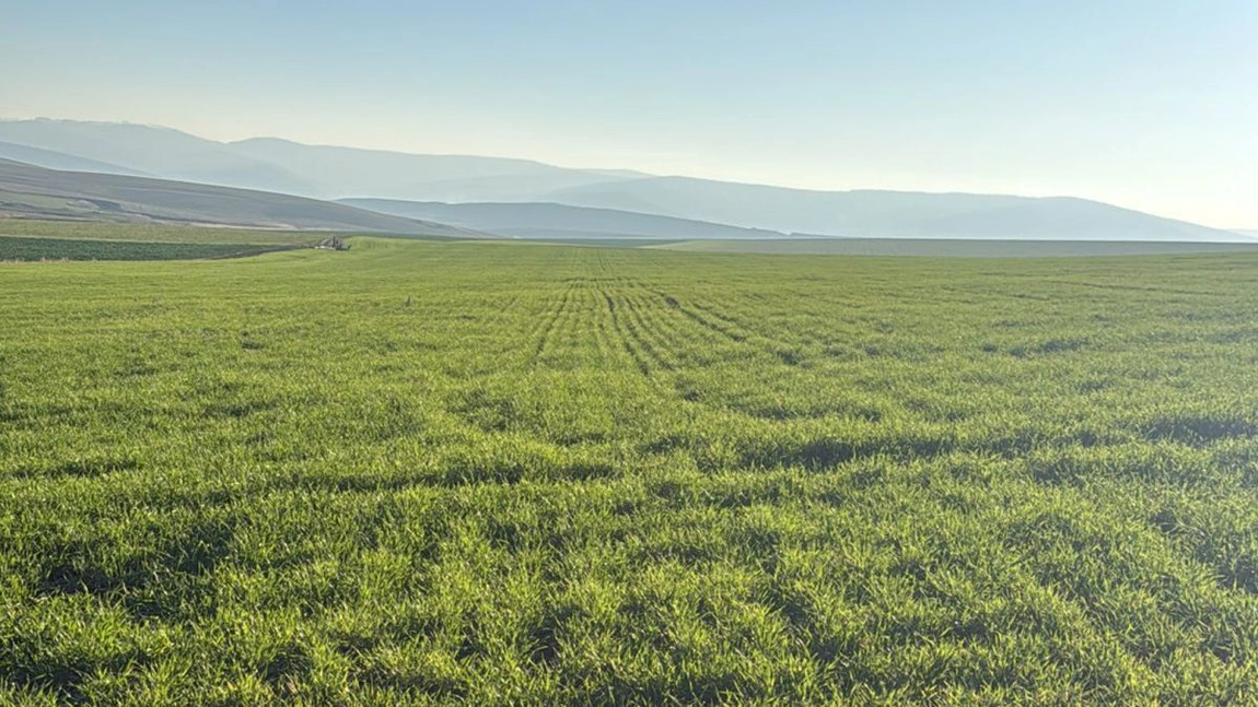 Cum arată culturile fermierilor din Iași în luna ianuarie 2026. Cezar Musteață, agricultor: „Nu sunt premisele unui an secetos”