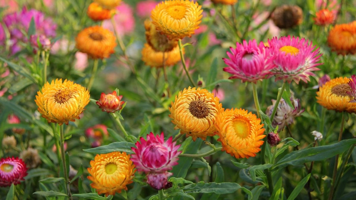 Ce flori sunt nemuritoare? Iată care sunt cele mai rezistente și cum trebuie îngrijite!