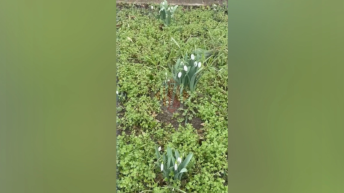 Au înflorit ghioceii! Ieșenii au surprins vestitorii primăverii, în grădinile din Mircea cel Bătrân