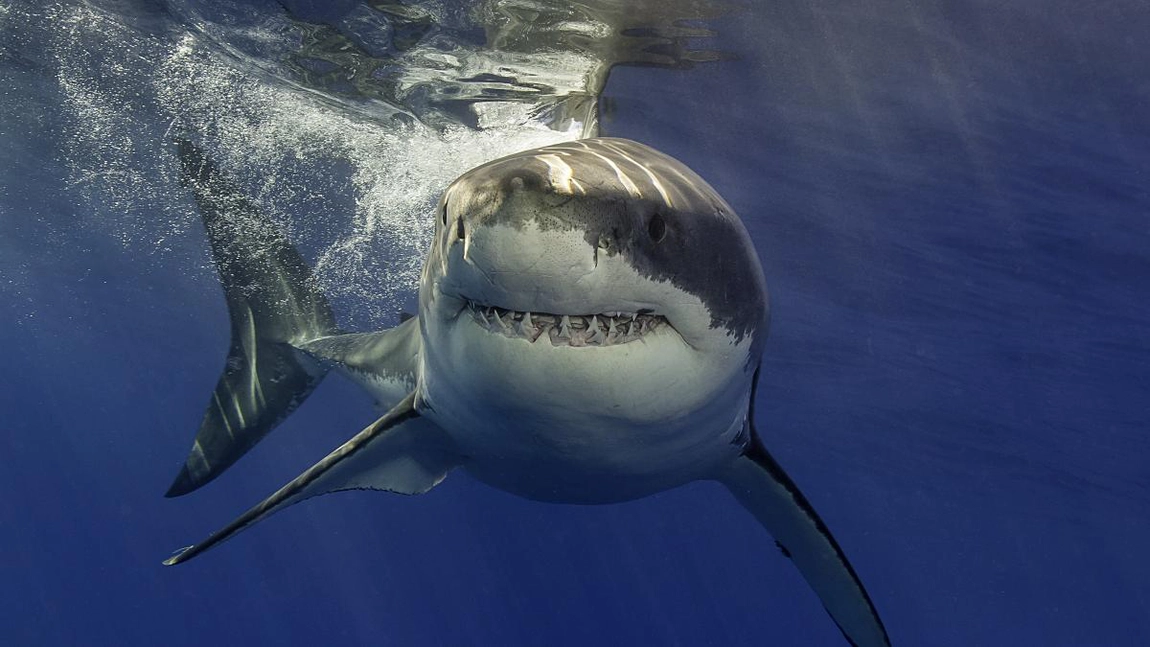 Moarte cruntă pentru un copil de 13 ani din Brazilia! A fost mușcat de un rechin!