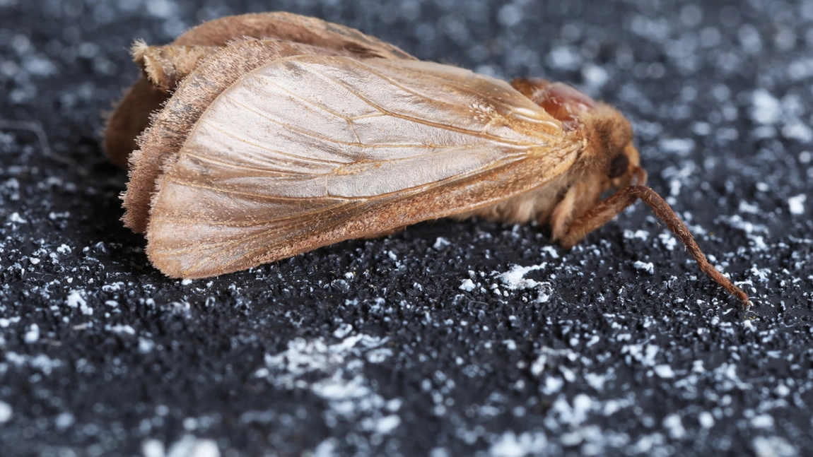 Molie de haine. Află detalii despre cum poți scăpa definitiv de acest dăunător!