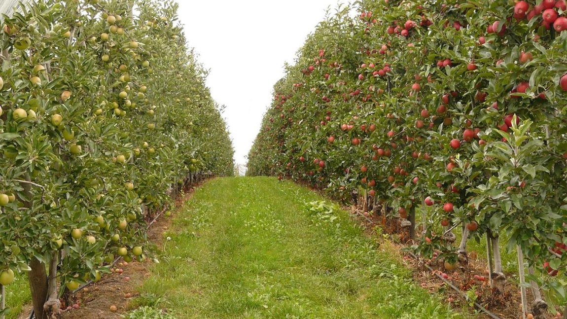 Un nou ajutor financiar pentru pomicultorii din Iași, cu recoltele afectate de înghețul de primăvară. Mihai Petrilă, proprietar de livadă: „Ne-ar fi de mare folos”