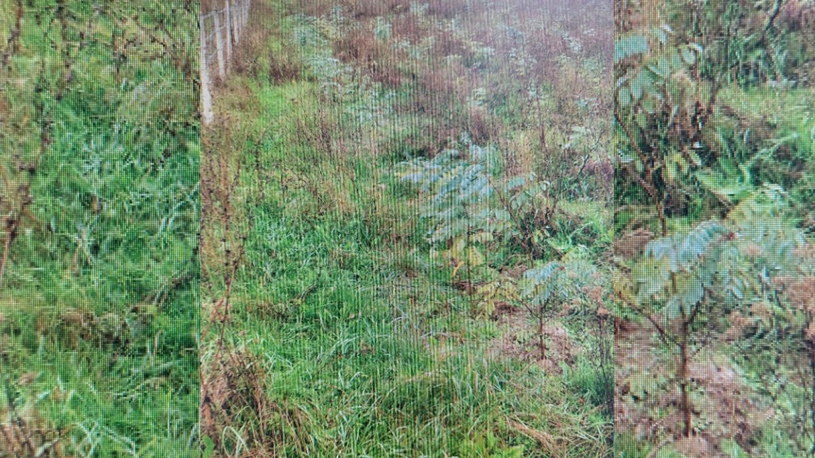 Ieșenii au împădurit 297 de hectare cu banii din Programul Național de Redresare și Reziliență. Mihai Gășpărel, inspector-șef la Garda Forestieră Suceava: „Există cerere”