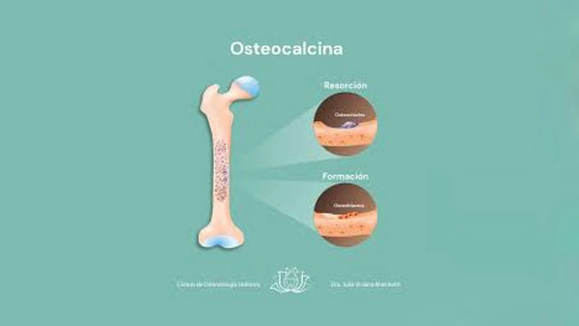 Laboratoarele Praxis: Osteocalcina – analiza care oferă informații esențiale despre sănătatea oaselor