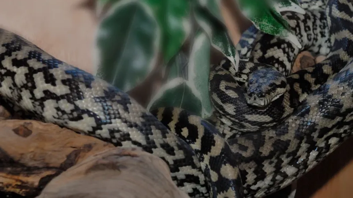 Noapte de panică pentru o femeie din Australia. Un piton s-a încolăcit pe pieptul ei
