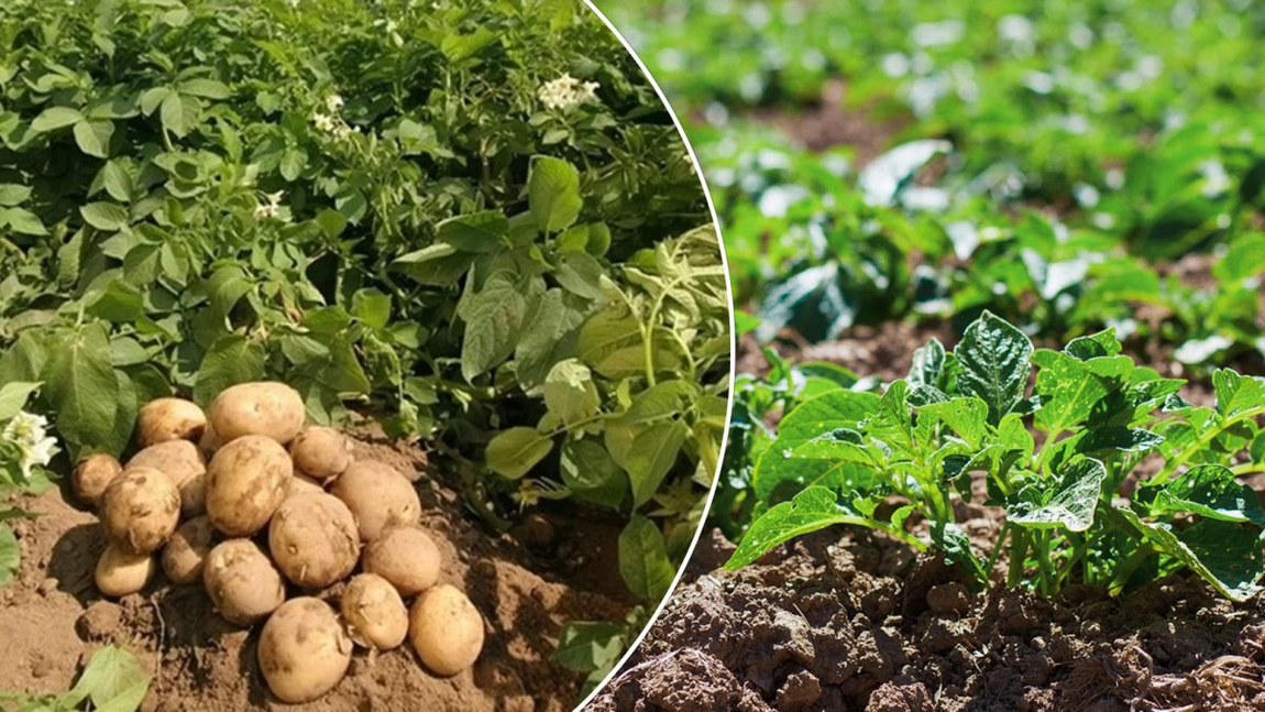 Fermierii din Iași pot depune proiecte la Agenția pentru Finanțarea Investițiilor Rurale (AFIR), pentru dezvoltarea unor afaceri cu legume sau cartofi