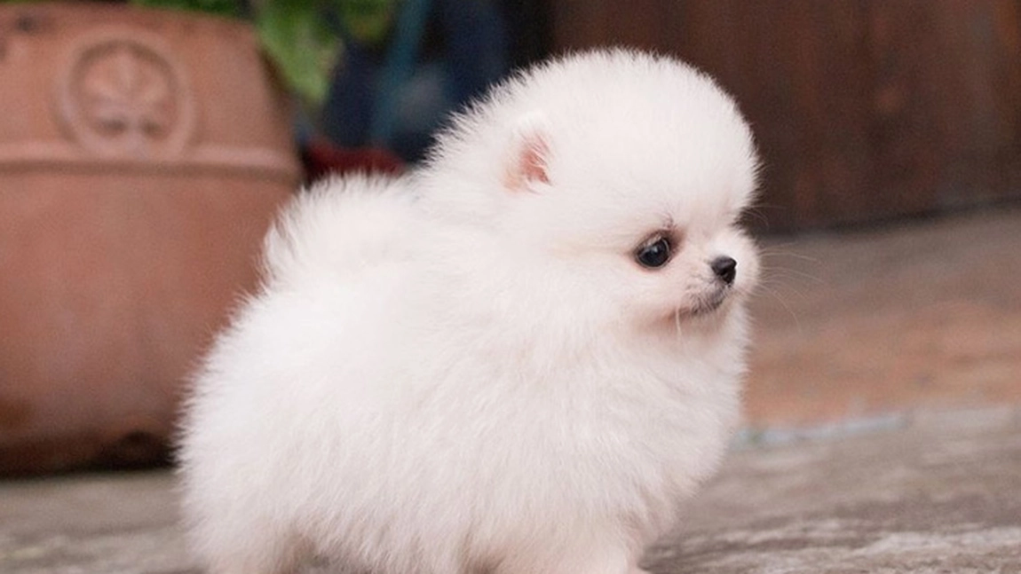 Top 10 rase de câini mici. Află care dintre aceștia ți se potrivește!