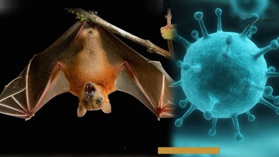 Un virus mortal se răspândește în India, după ce ar fi fost transmis de la lilieci. Ce simptome are la om