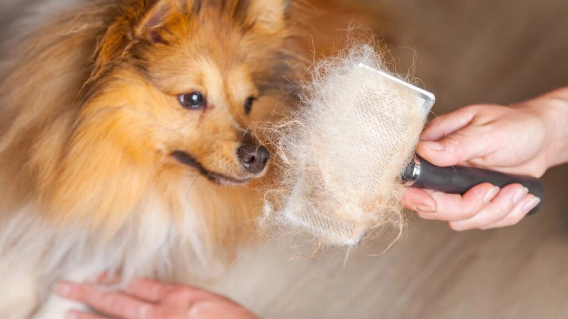 Vitamine împotriva căderii părului la câini. Iată cum îți poți ajuta patrupedul, dar și pe tine!