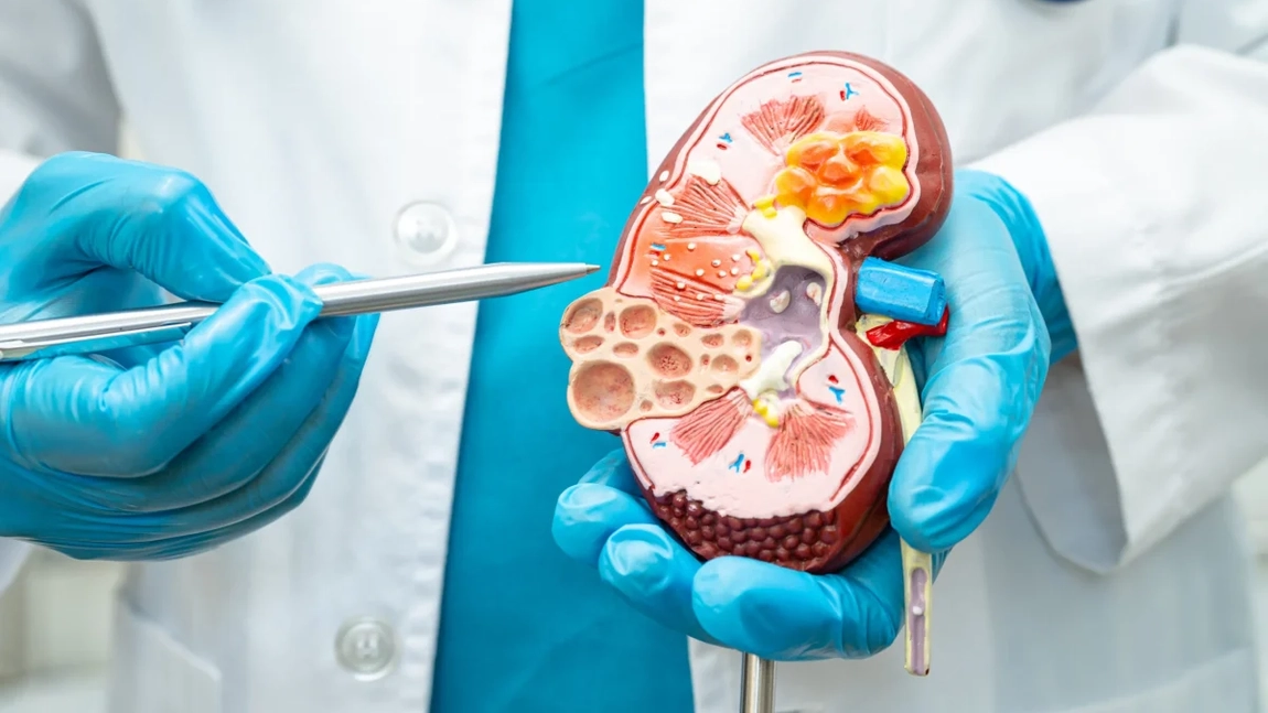 Analiză de uree și creatinină preț. Iată ce reprezintă, de ce este importantă, dar și care sunt factorii care influențează costurile investigației!