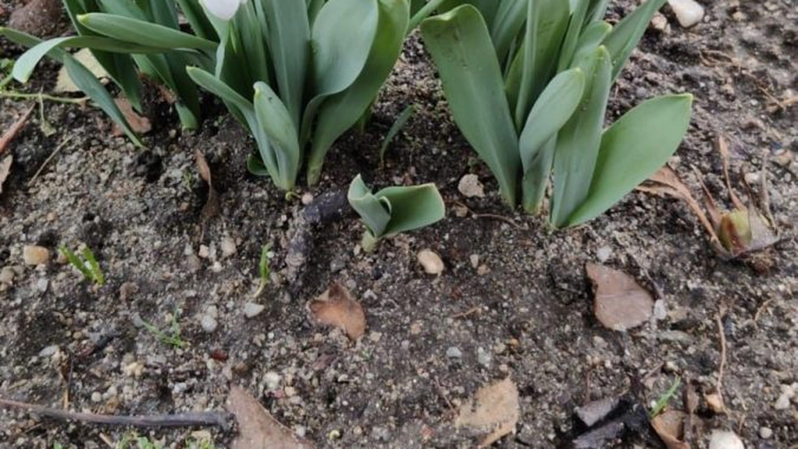 Legenda ghiocelului. Simbolul speranței și al renașterii primăverii