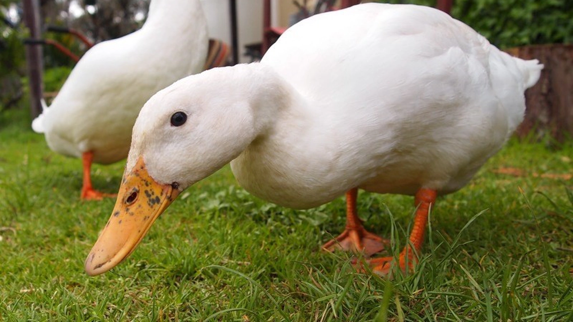 Tot ce trebuie să știi despre frumoasele rațe Pekin! Iată de ce este apreciată această pasăre