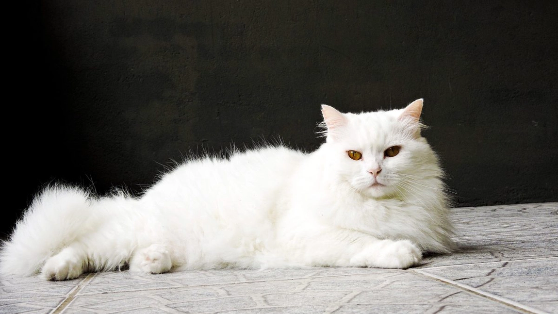 Angora turcească. Iată de ce este considerată una dintre cele mai frumoase rase de pisici!