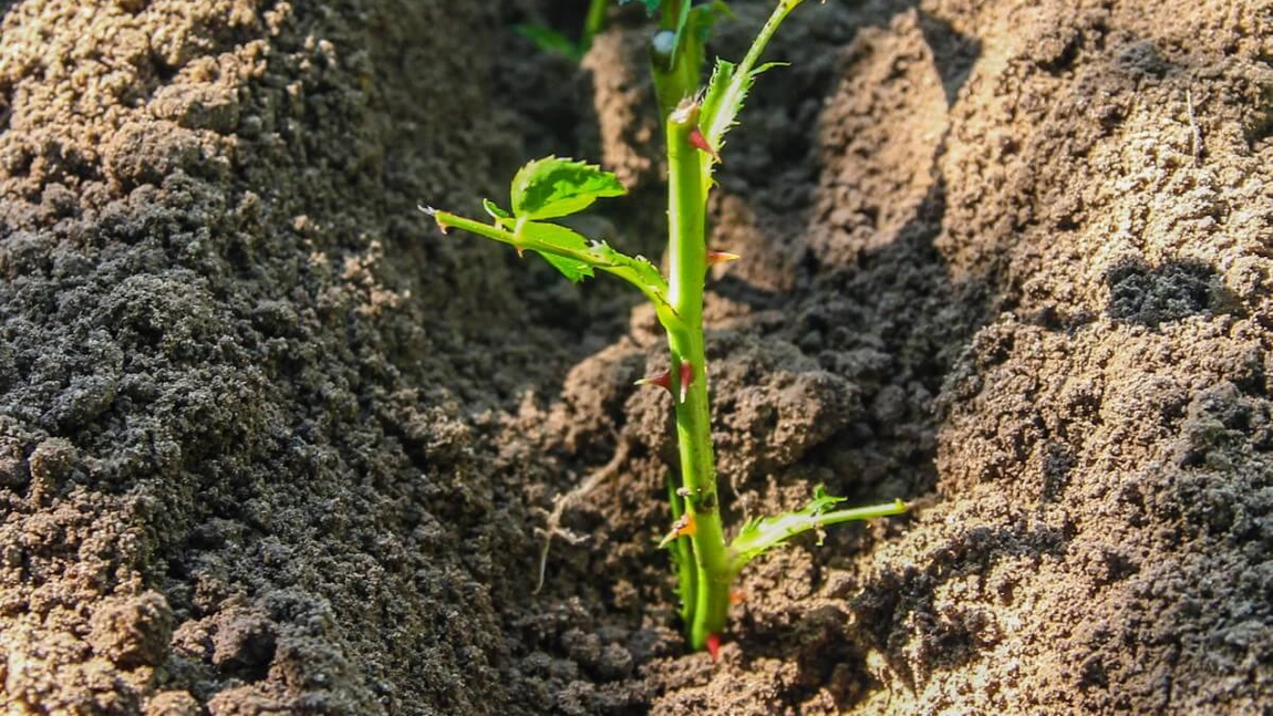 Cum se face plantarea de butași de trandafiri? Iată care este sezonul potrivit de punere în pământ!