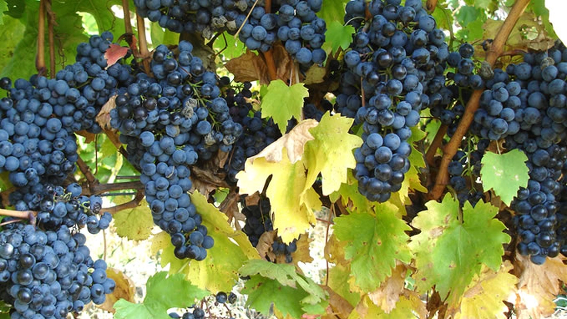 Butași de viță de vie din anul 3. Îngrijire, producție și perspective