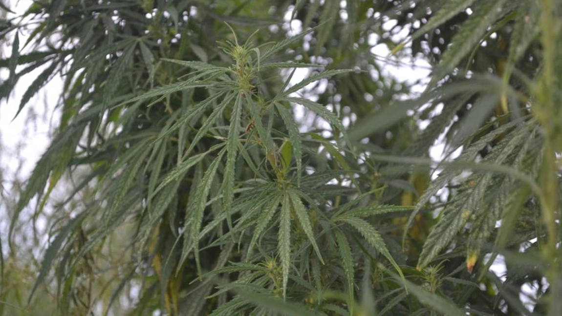 Regimul plantelor și stupefiantelor se schimbă. Guvernul pregătește noi reguli