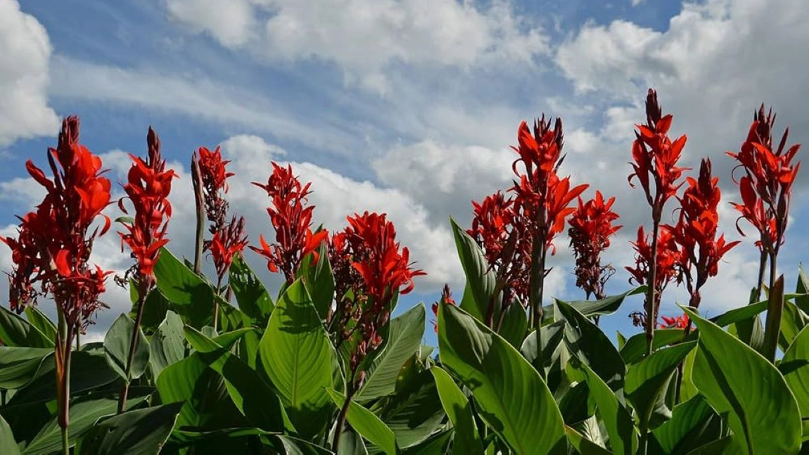 Cum se îngrijește floarea Canna Indica? Află când trebuie, de fapt, plantată!