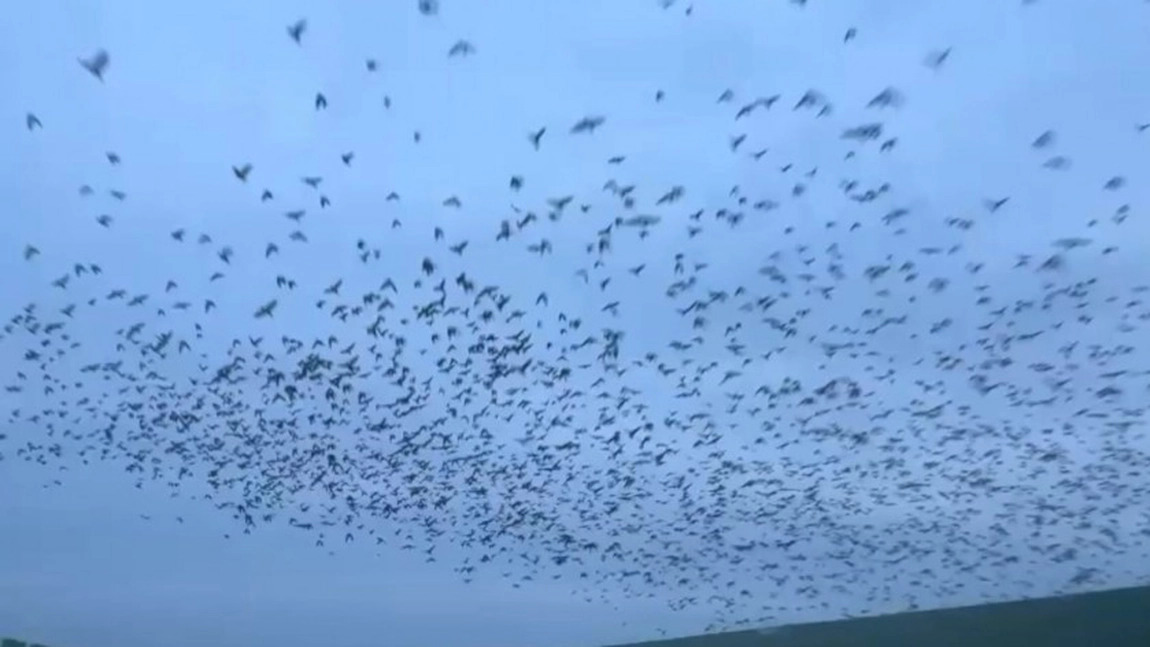 Ciorile au invadat Iașul! Mii de păsări zboară deasupra centrului orașului