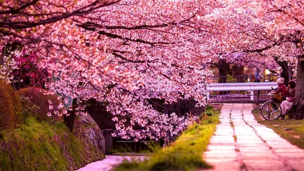Turismul excesiv lovește frumusețea Japoniei: festivalul florilor de cireș, anulat pentru prima dată