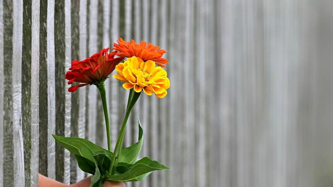 Ce flori nu este bine să primești de Ziua Îndrăgostiților. Aduc ghinion