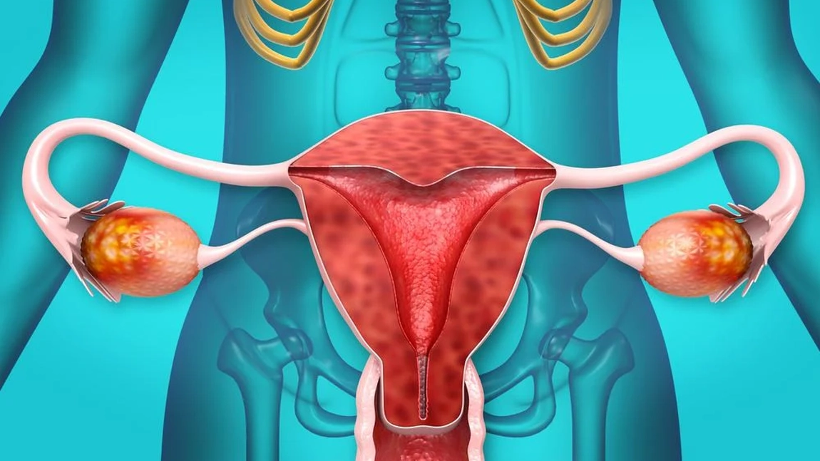 Tot ce trebuie să știi despre foliculii ovarieni. Află care este rolul lor în organism!