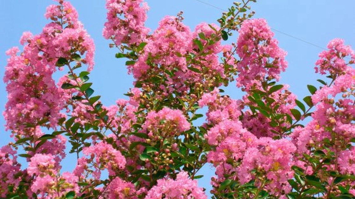 Greșeala care îți poate lăsa Lagerstroemia indica fără flori! Când și cum se taie corect