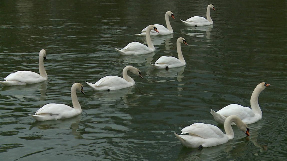 Virusul H5N1 se apropie de Iași! Lebedele de pe lacul Prodana, infectate cu gripa aviară