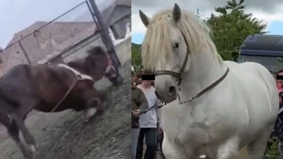 Cazul lui Falko, armăsarul mort după ce a fost pus să tragă un buștean de o tonă, la un pas de a se repeta! Un alt bărbat și-a pus calul la o probă greu de imaginat!